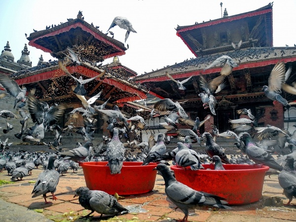 kathmandu nepal birds 