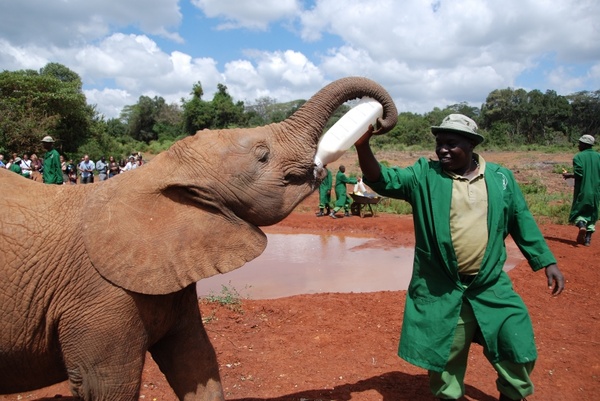 kenya africa elephant