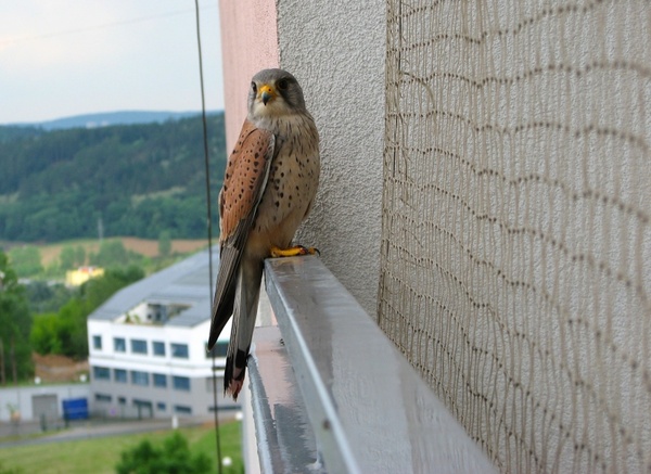 kestrel bird balcony