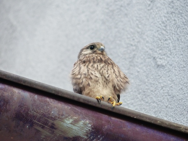 kestrel falcon young animal
