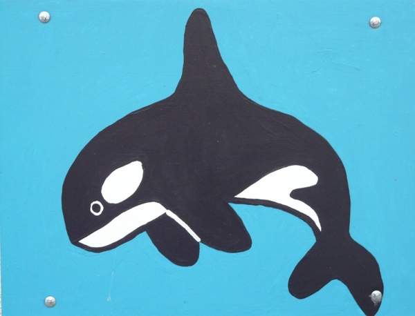 killer whale orcinus orca wal