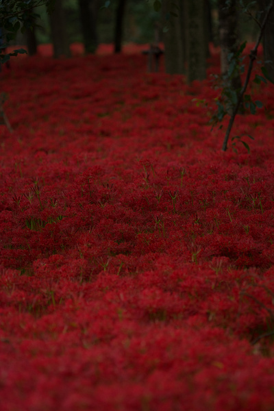 kinchakuda where tons of red spider lily exist 
