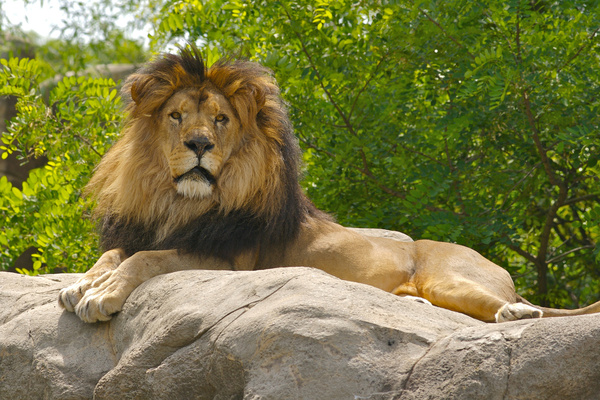 king lion 1