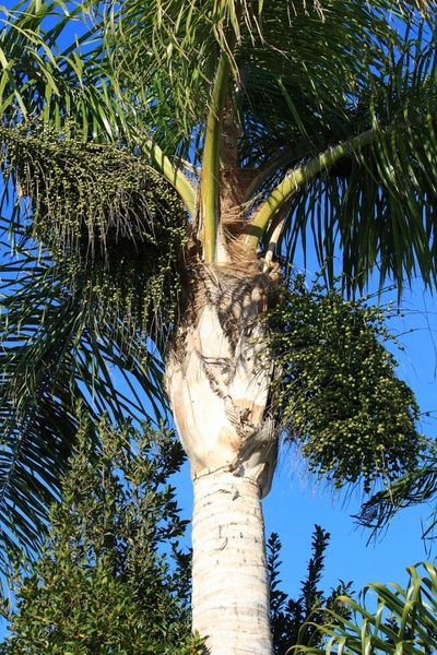 king palm with date clusters