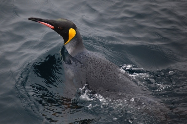king penguin sea ocean