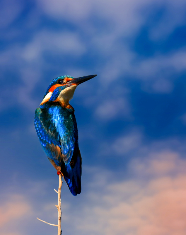 kingfisher backdrop picture elegant closeup perching bird 