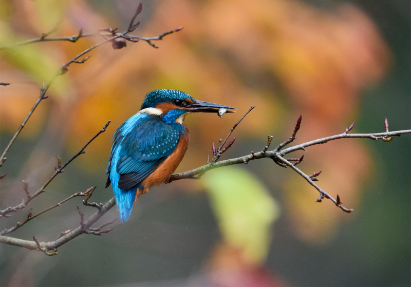 Kingfisher bird backdrop picture elegant closeup