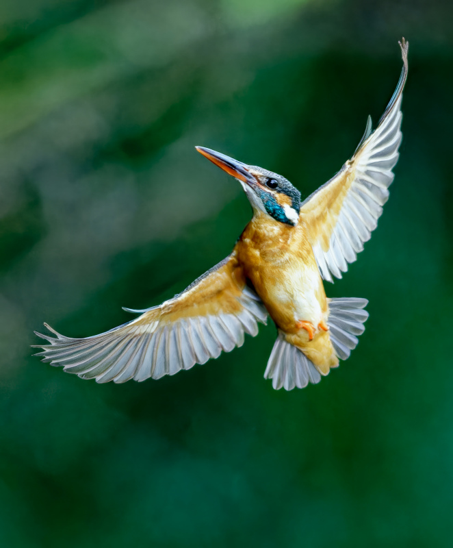 kingfisher bird picture dynamic flying