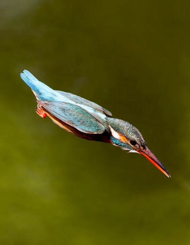 kingfisher bird picture dynamic hunting 