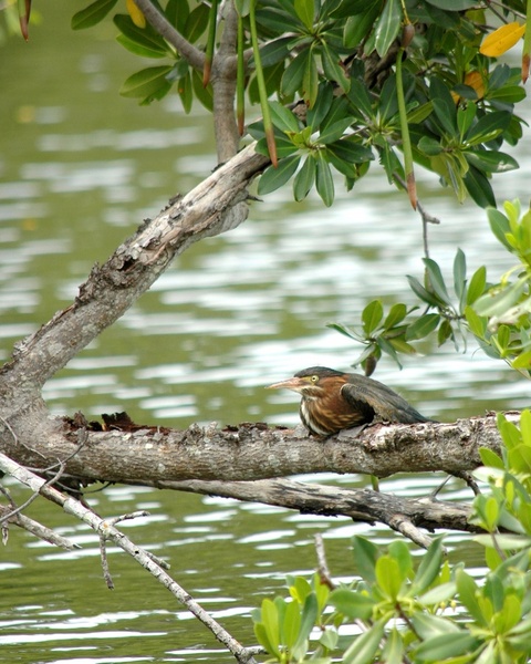kingfisher bird resting