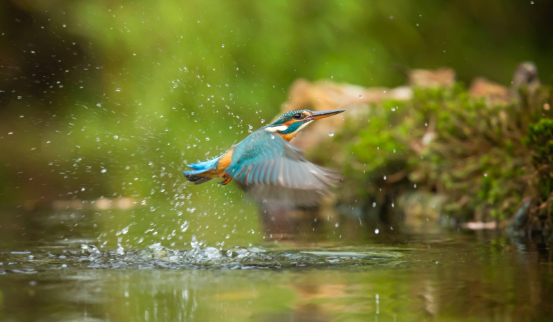 kingfisher flying scene picture dynamic elegance
