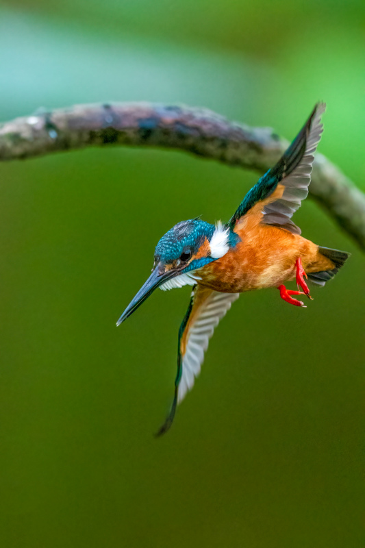kingfisher flying scene picture elegant closeup