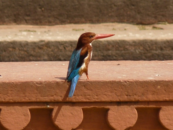 kingfisher india 