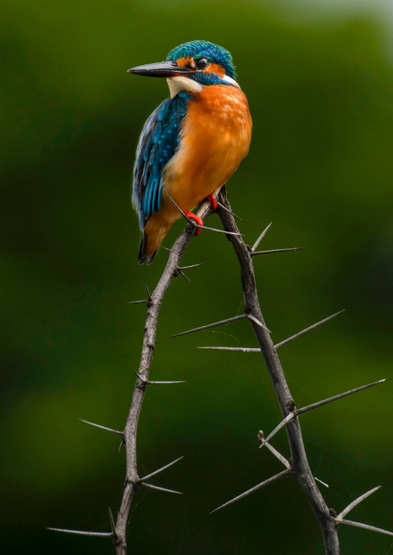 Kingfisher perching scene picture cute closeup realistic