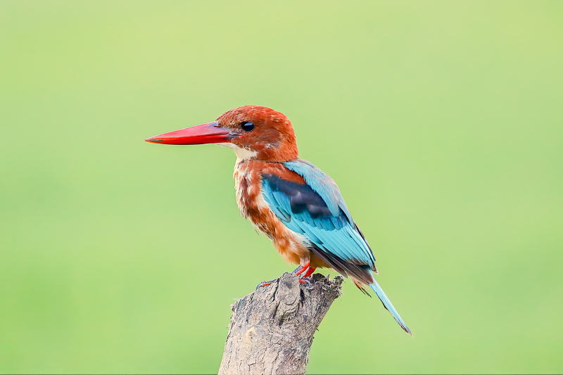 Kingfisher picture cute closeup elegance 