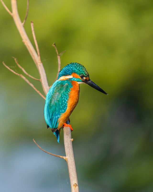 kingfisher picture cute small perching bird