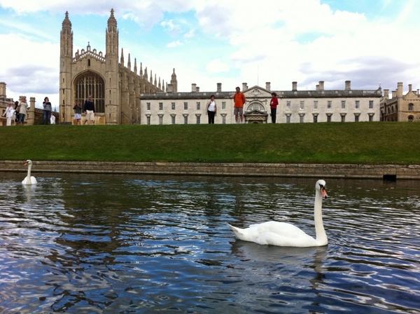 king'scollege cambridge swan
