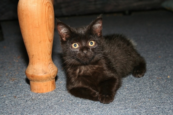 kitten hangover black 