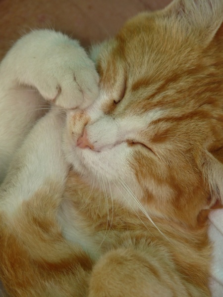 kitten sleep feel at home
