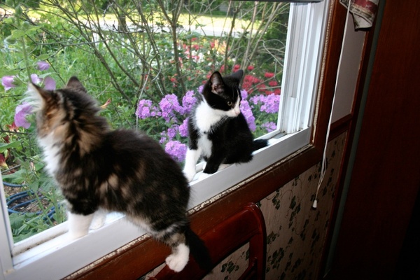 kittens in window