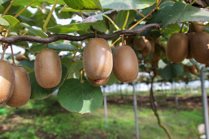 kiwi garden scene picture elgant realistic 