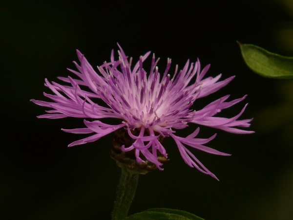 knapweed flower flora