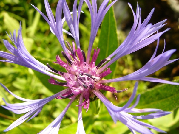 knapweed flower flora