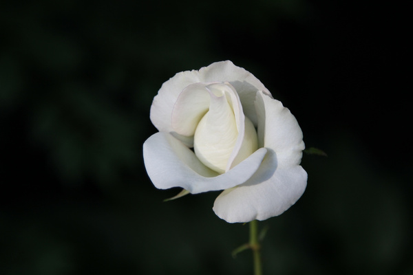 knockout white rose