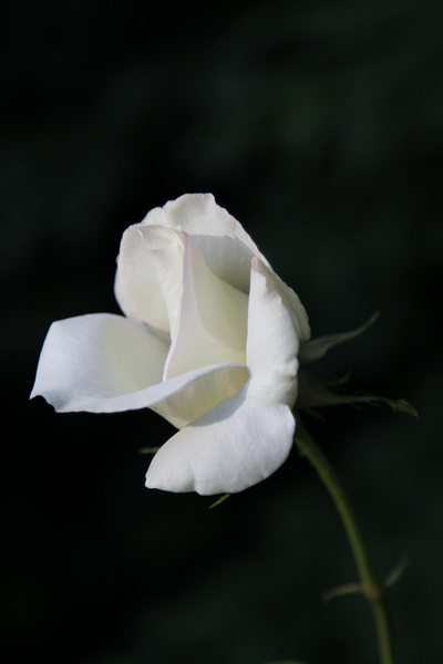 knockout white rose