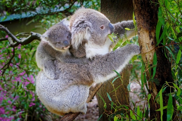 koala australia animal
