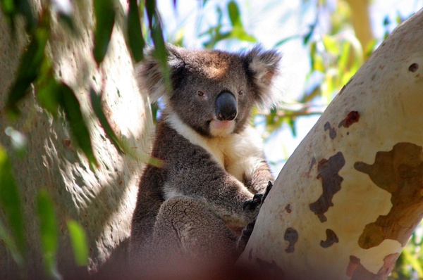 koala australia phascolarctos cinereus