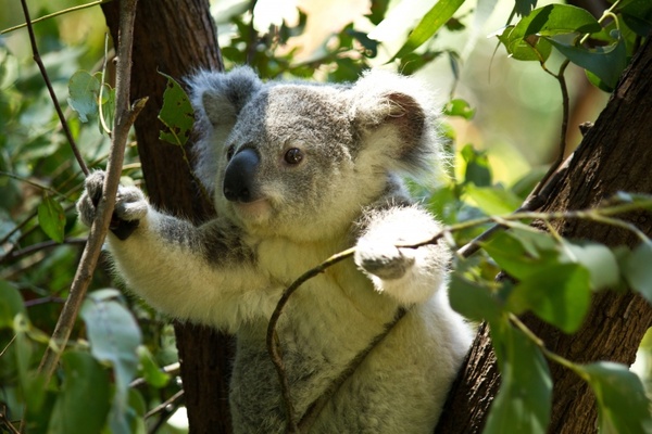 koala bear koala bear