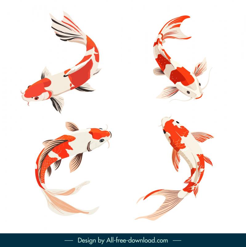 koi fish design elements elegant dynamic 