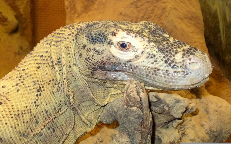 komodo dragon picture closeup face 