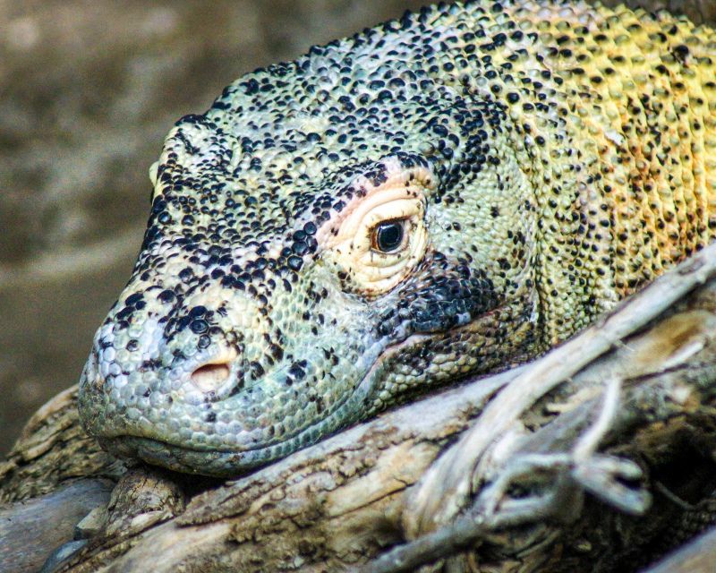 komodo dragon picture face closeup 