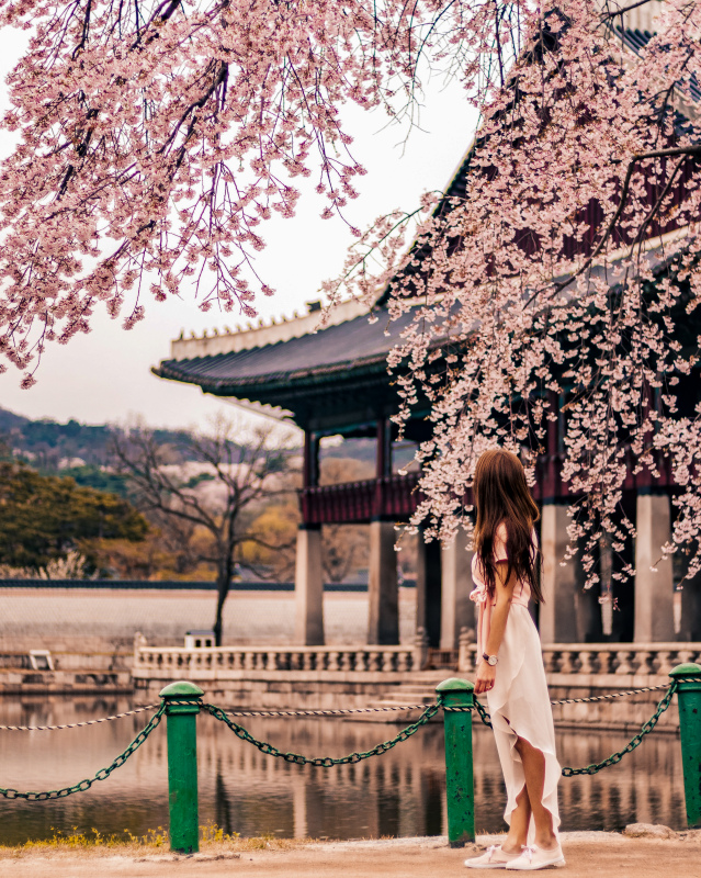 korea scenery picture lady sightseeing cherry blossom 
