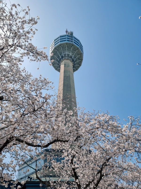korea scenery picture modern architectural tower cherry blossom scene 