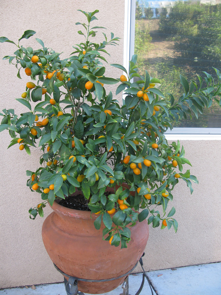 kumquat harvest 2011