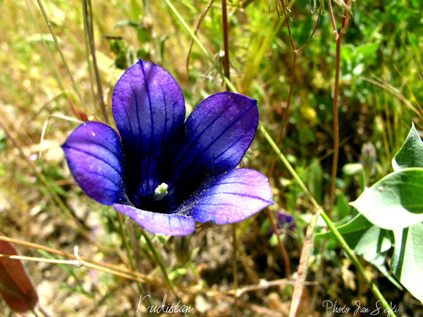 kurdistan flowers nature