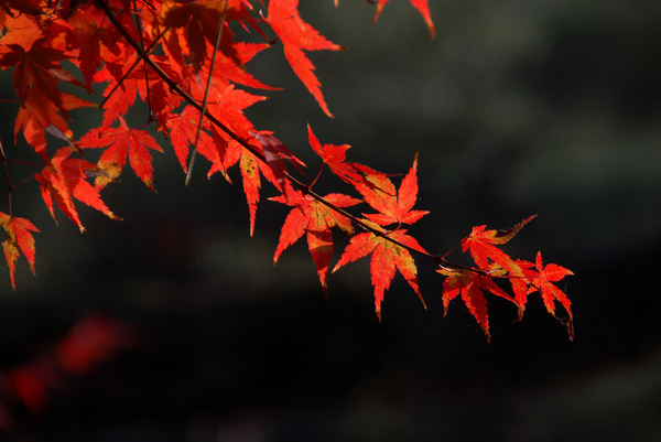 kyoto autumn leaves japan 