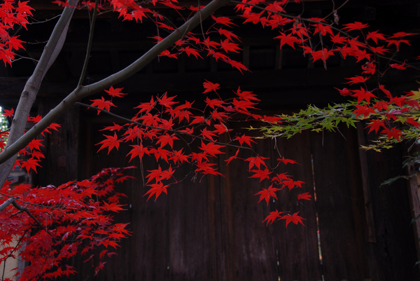 kyoto autumn leaves japan 