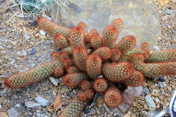 lace cactus 