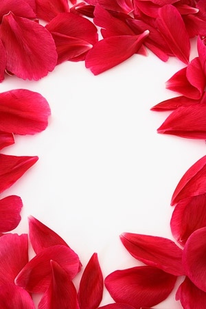 lace of red rose petals stock photo