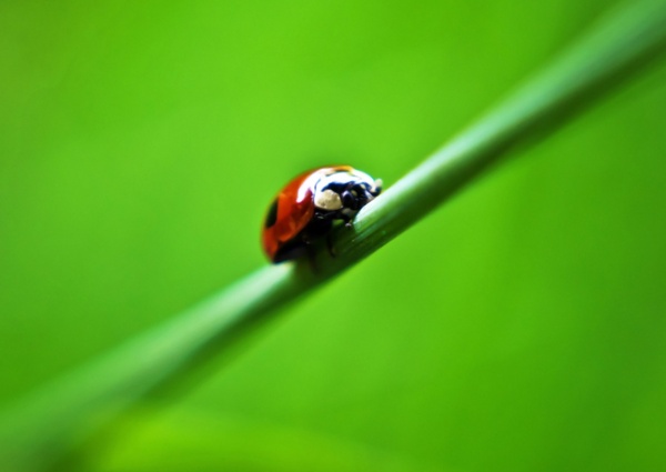 ladybird 