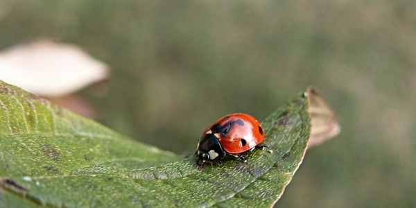 ladybird the ladybug sheet