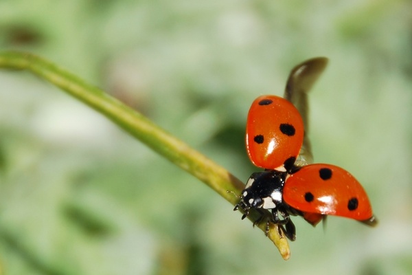 ladybug insect nemrut