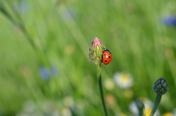 ladybug insect summer