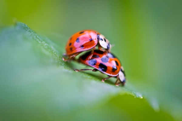 ladybug pair pairing
