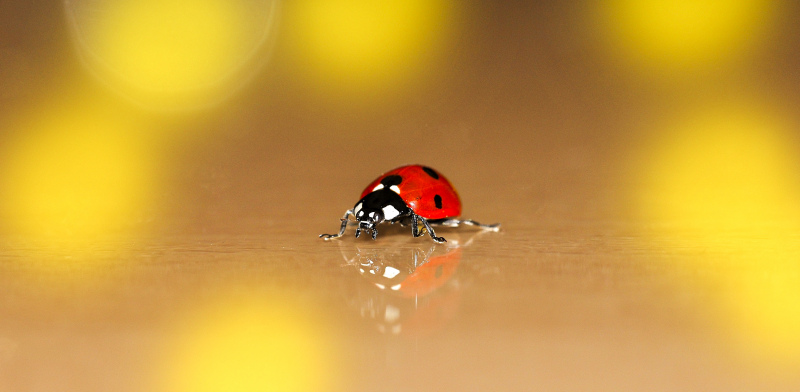 ladybug picture bokeh blurred closeup