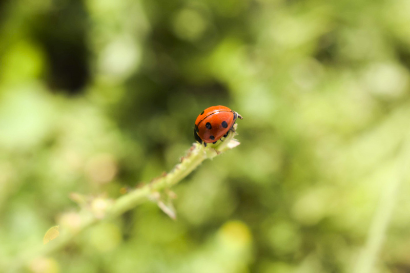 ladybug picture closeup blurred 